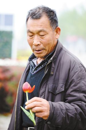 保定郁金香花展首日 市民折踏煞美景