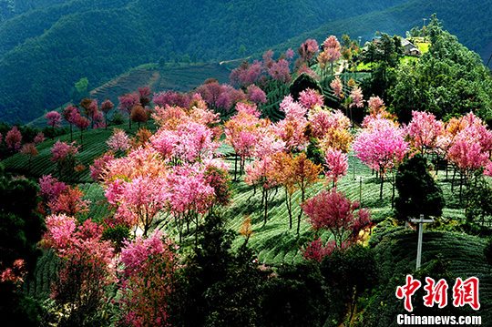 云南无量山冬樱花盛放吸引游人