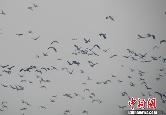 首批珍贵白鹤飞抵鄱阳湖 江西将迎＂候鸟天堂＂美景