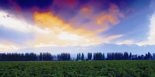 阿根廷酒王：新世界葡萄酒的超级大明星