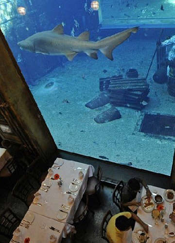 德班 与鲨鱼共进晚餐的餐厅