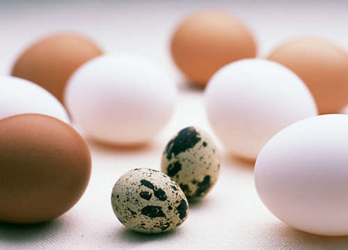 鸡蛋 鹌鹑蛋谁更营养?