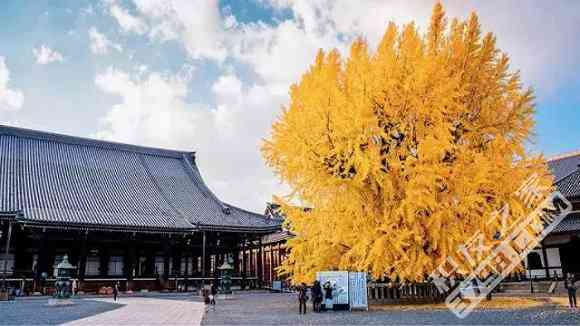 不住酒店住寺院 感受最原汁原味的日本