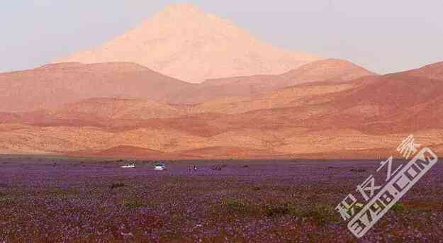 智利的沙漠花海 正是浪漫的时候